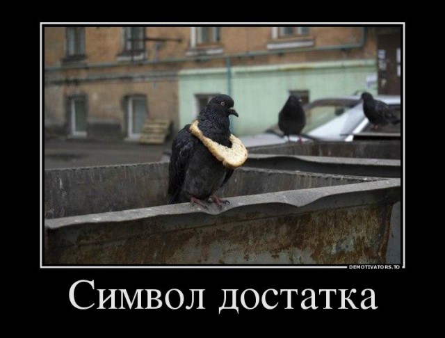 Вот почему курицу считают глупым животным