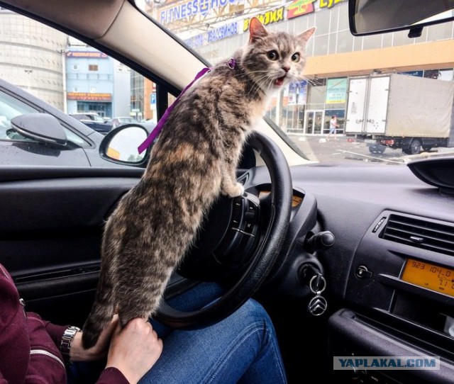130 картинок для поднятия настроения!