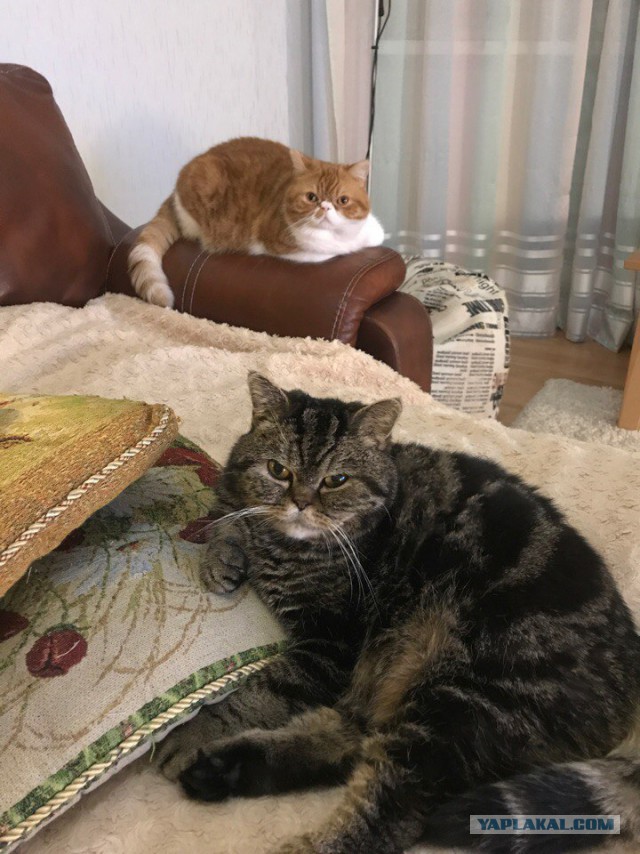 Котовторник 31.10.2017