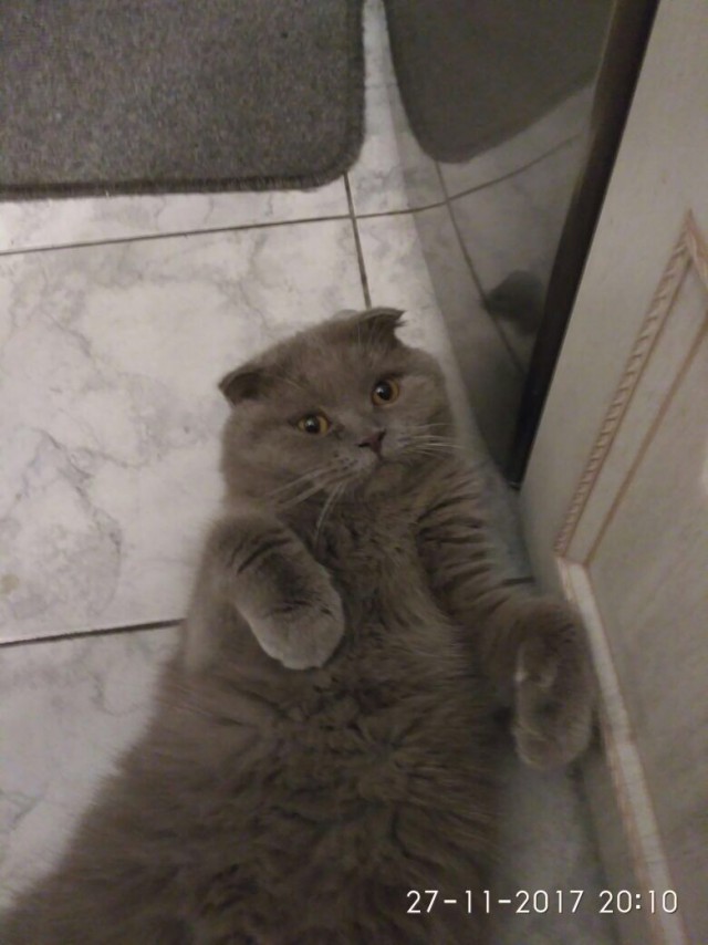 Котовторник 28.11.2017