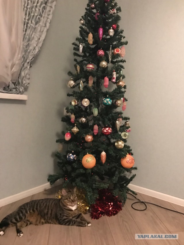 Котовторник  19.12.2017