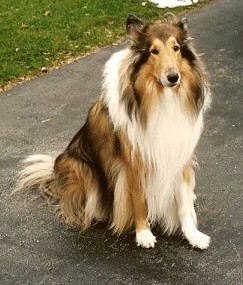 8 исчезнувших пород собак, которых не осталось даже на фотографиях