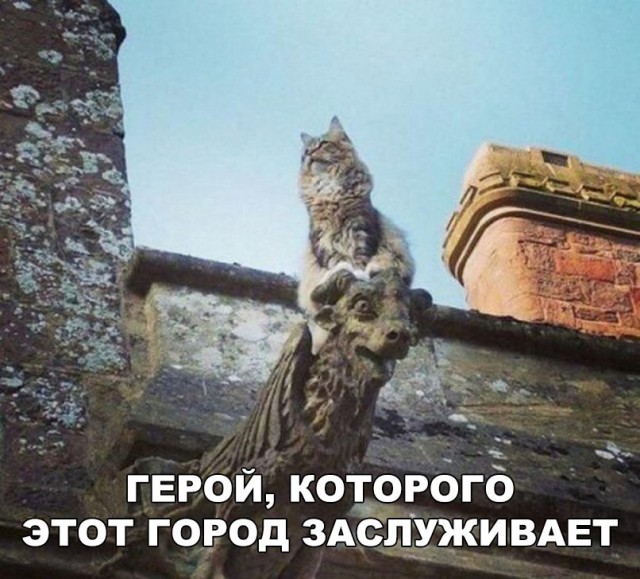 Фотобомбы котов