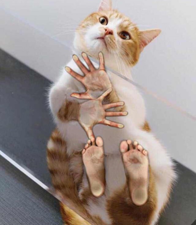 Прикольных котов пост