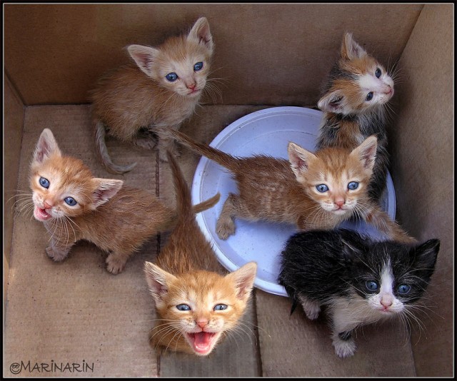 Коты на вторник на ЯПлакалъ (07.10.2008)