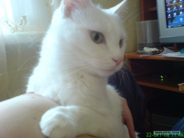 Вторничный котометъ на ЯПлакалъ