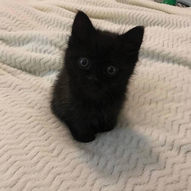 Прикольных котов пост