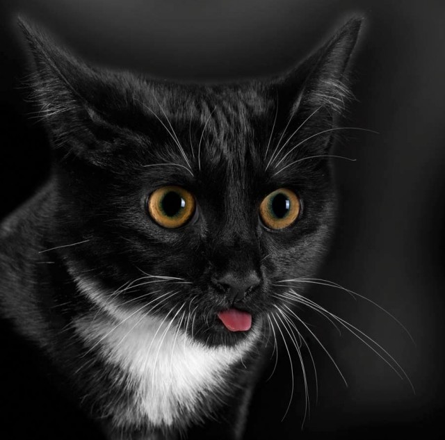 Котовторник уже сегодня!