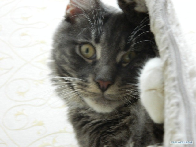 Супер-котофото на котовторник