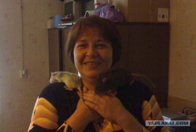 Домашние Крысы