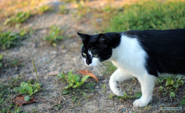 Котэшности