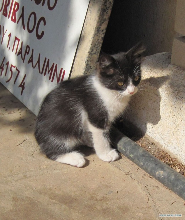 Котовторник! 08.11.11