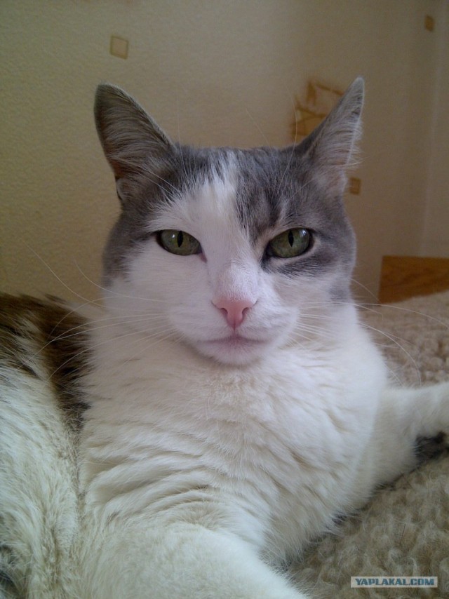Котовторник 20.03.2012