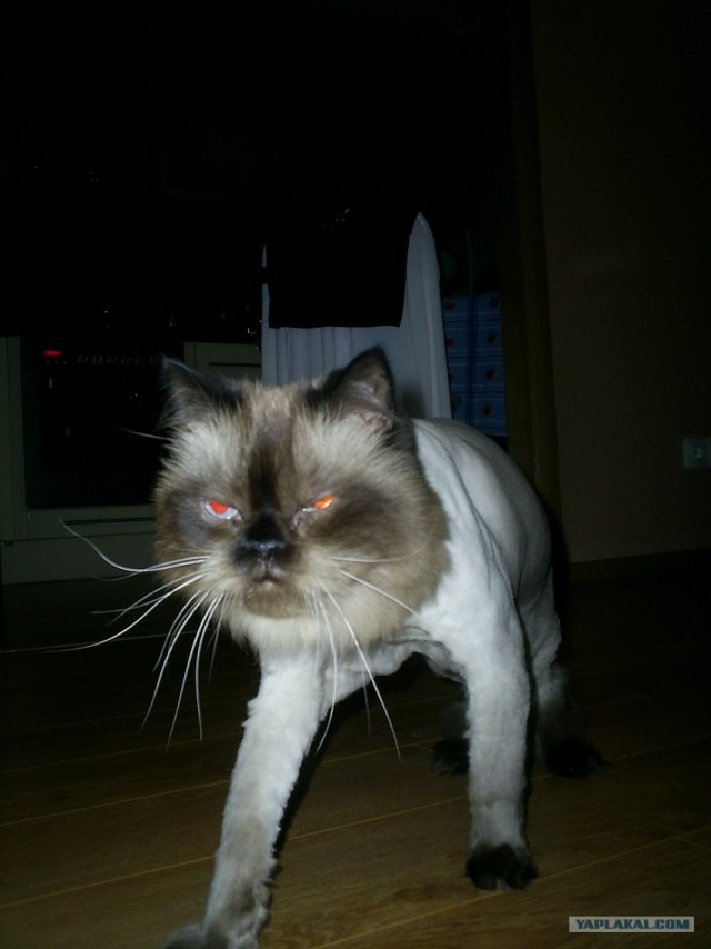 Котовторник 17.04.2012