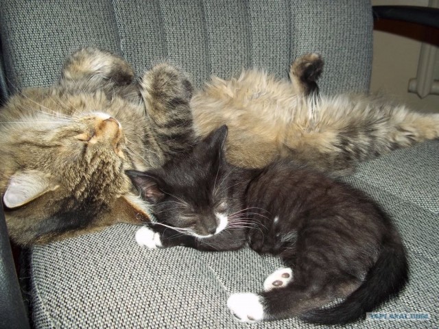 Котовторник 11.09.2012