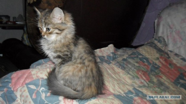 Котовторник 30.10.2012