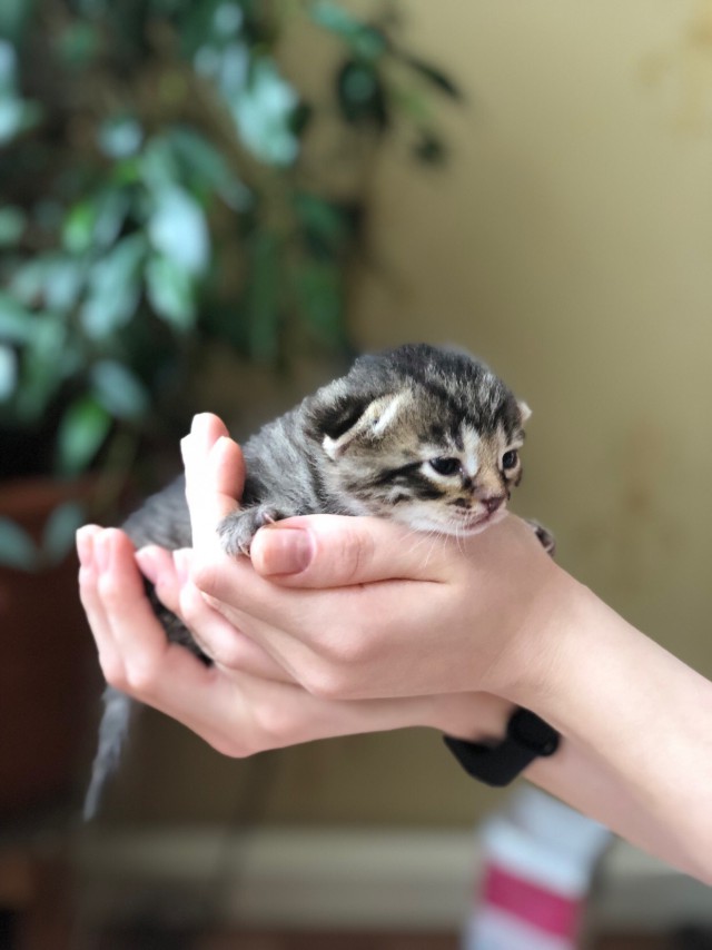 Забавные фото котеек