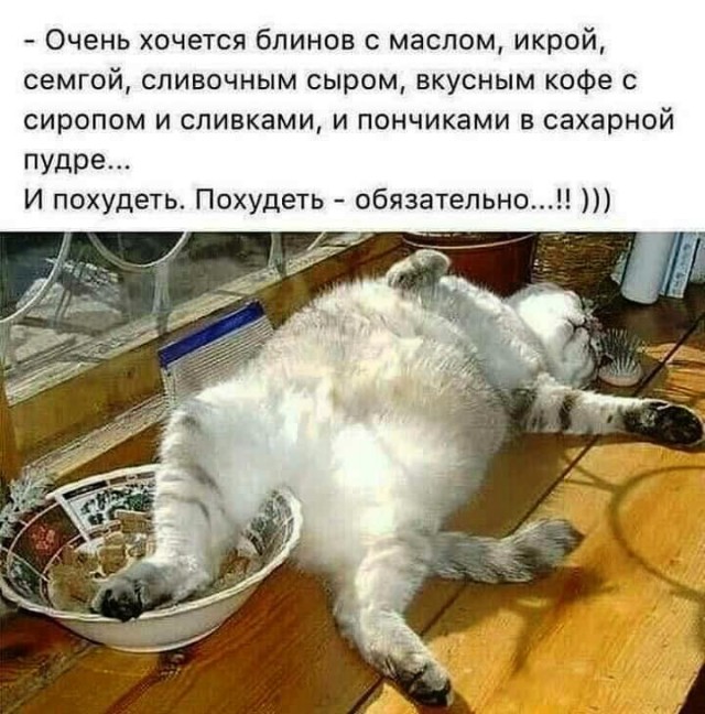 Кошка из города Беллингхэм, штат Вашингтон, по кличке Шлакоблок (или Cinderblock) очень толстая