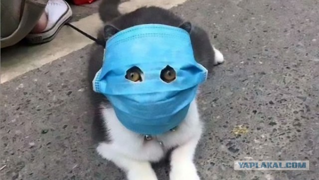 В Чехии объявлено чрезвычайное положение