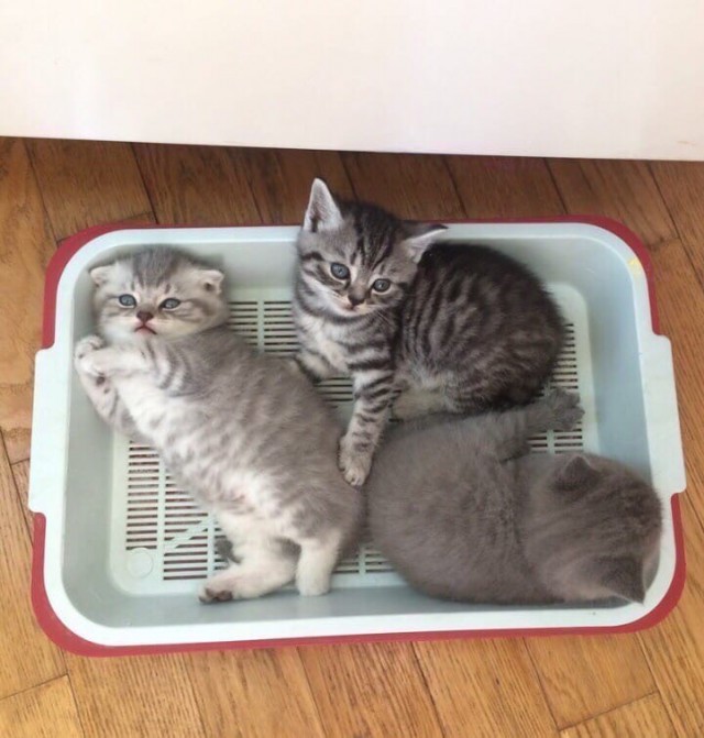 Эти забавные животные