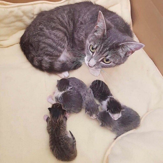 Эти забавные животные