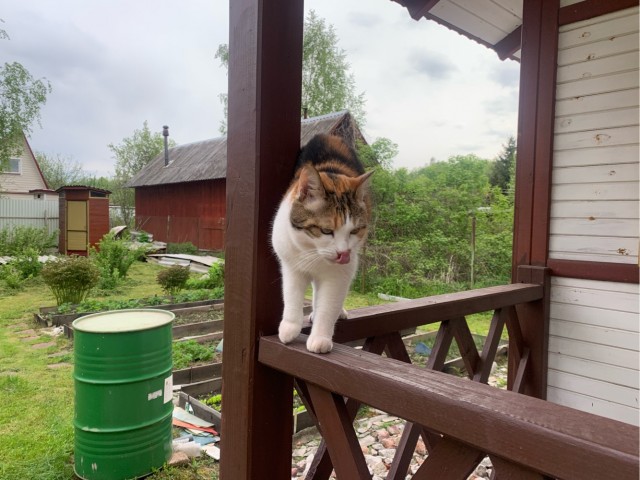По просьбам в теме ниже. Реальный котовторник!