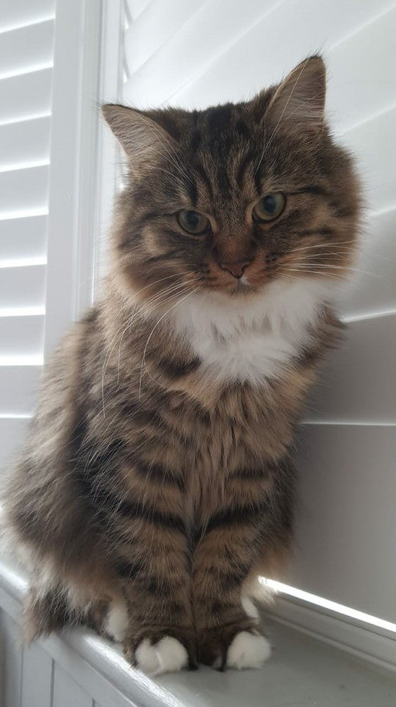 Котики