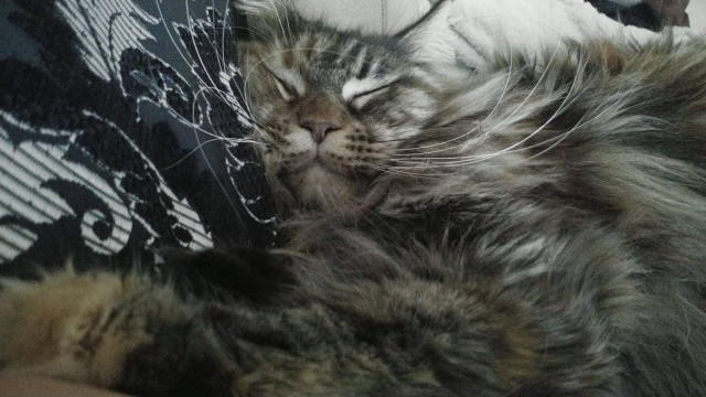Котовторник же!