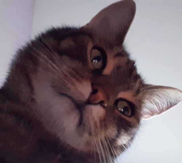 Вторник-кото