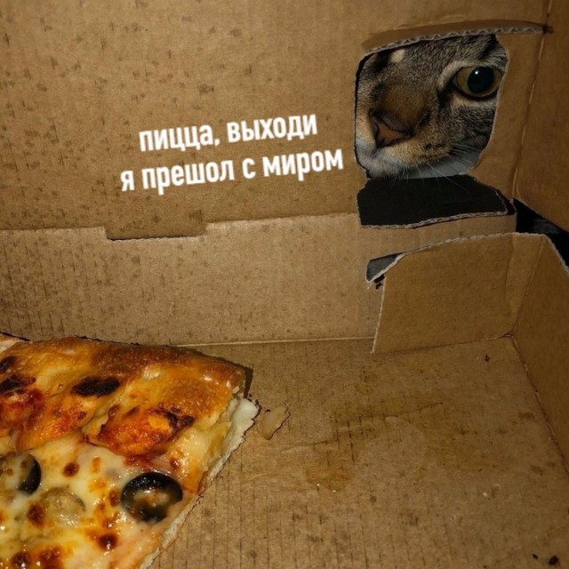 Картинки о животных, прямо и косвенно