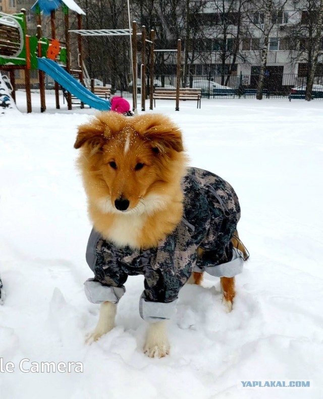 Собакены