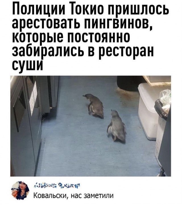 Всяческие картинки