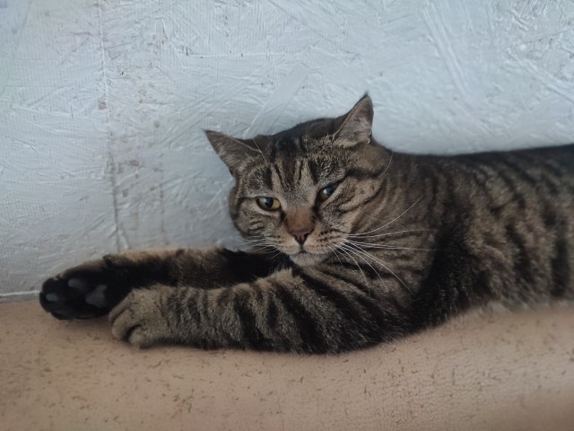 Мои личные котейки к котовторнику!