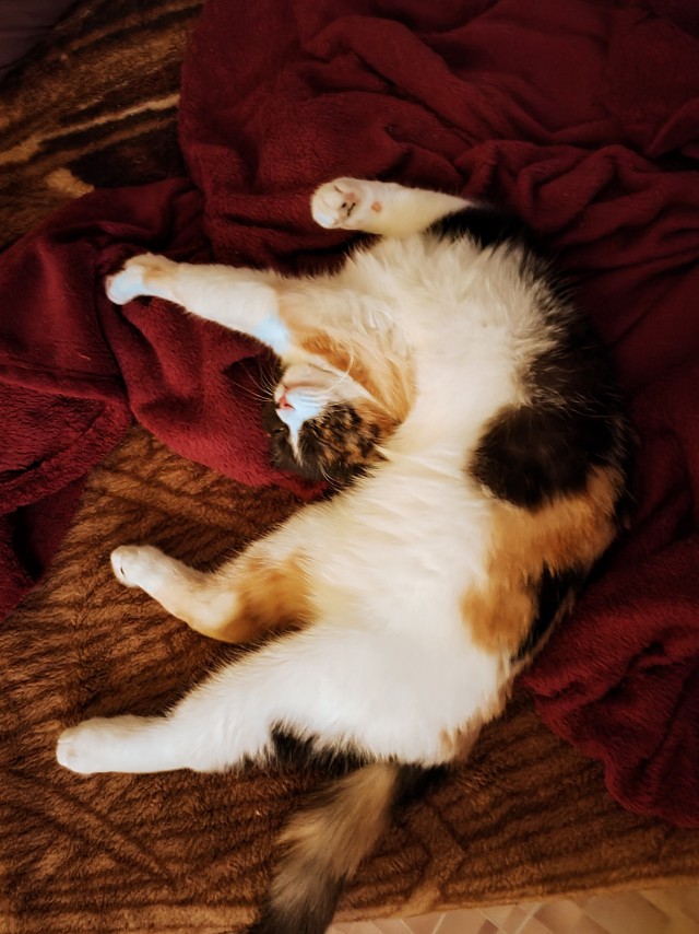 Котовторник 28.09.21