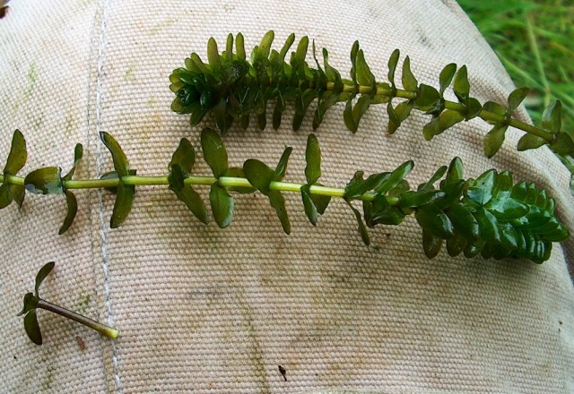 Осторожно: растения-агрессоры! Иноземные захватчики с других континентов