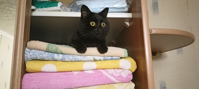 Вы, что спите? Вставайте, котовторник же!