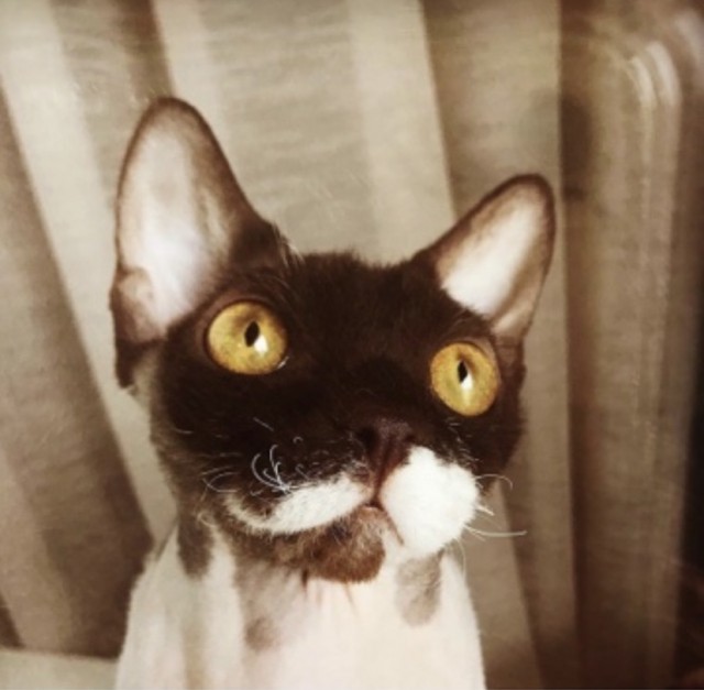 Кот д’Ивуар