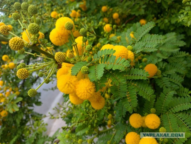 Апельсиние цветы