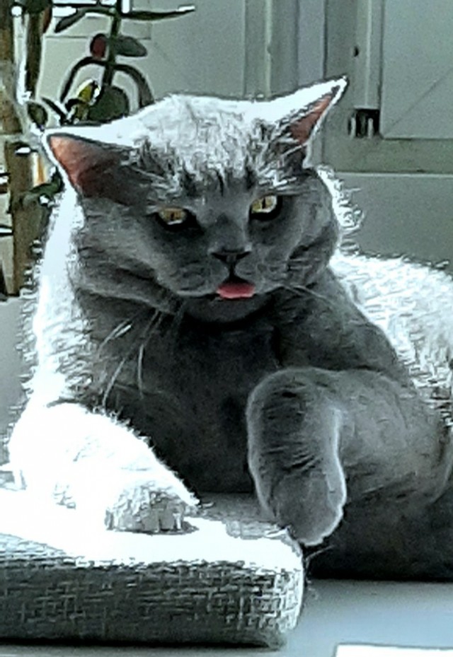 Котовторник 19.07.22