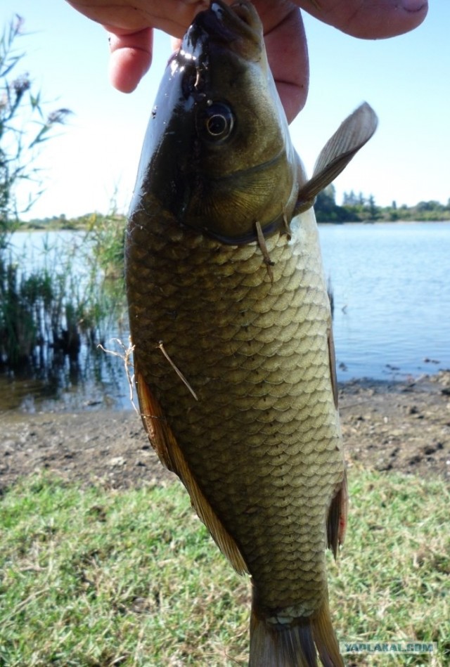Абхазия там где....