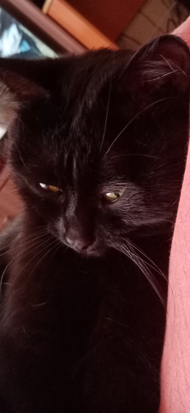 Котовторник 17.01.23