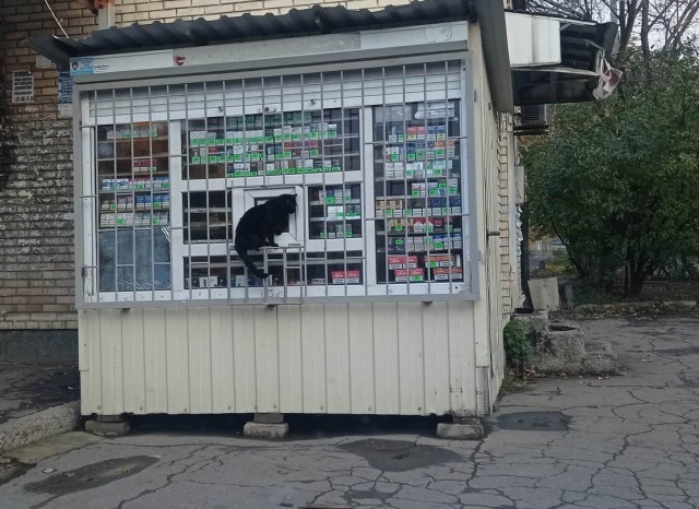 В Липецке очень самостоятельные кошки⁠⁠