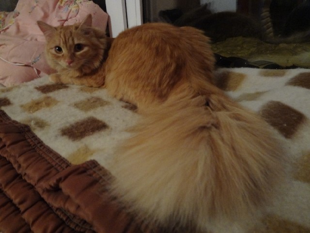 Котовторник 26.03.2013