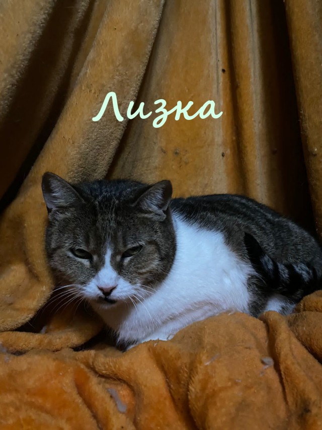 Жизнь домашнего приюта "Котоленд" 382