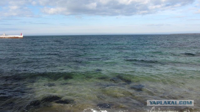 Крым в феврале или "Не стреляйте в белых лебедей!"