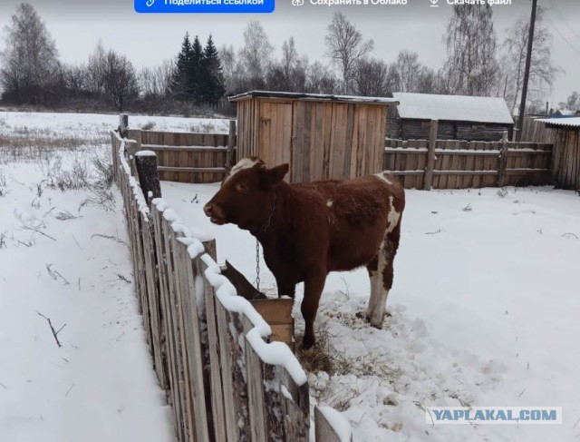 Веселая ферма: выращиваем себе корову сами