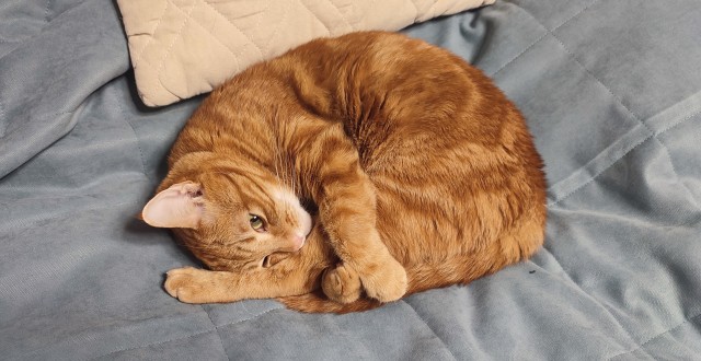 Мой котяра