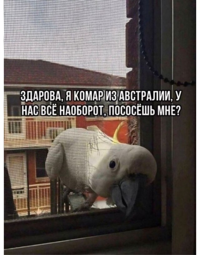 Ахтунг! Баянинг!