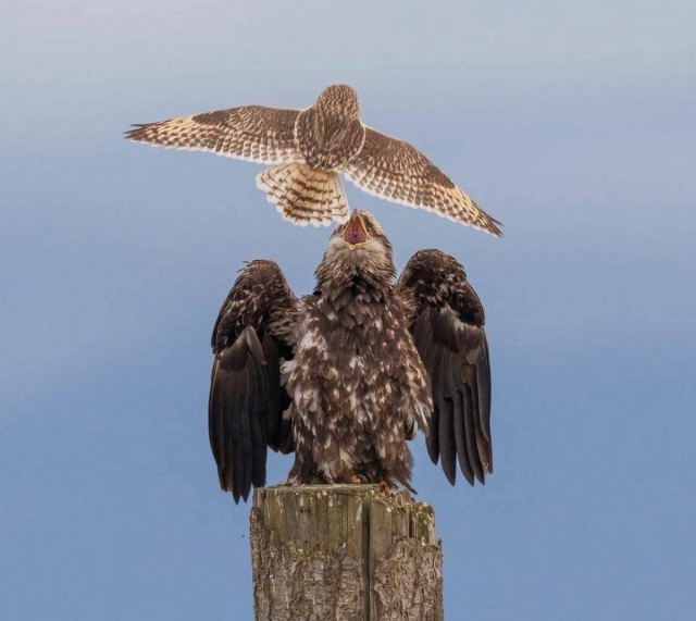 Подборка интересных и веселых картинок 12.02.24