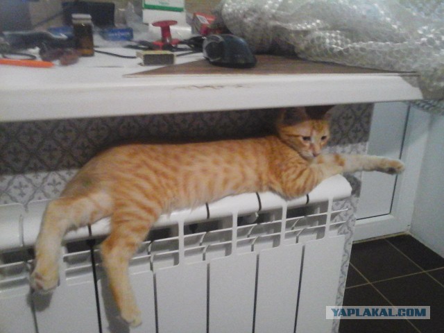 Котёночек опухает. Требуется совет.
